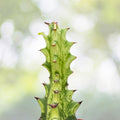 Variegated African Milk Tree Plant - 3" Pot - Euphorbia Trigona - Ornamental Succulent with Unique Color Patterns