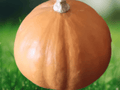 25 Seeds Seminole Pumpkin Cucurbita moschata Large Fruited Tropical Heirloom Winter Squash