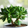 Syngonium Podophyllum House Plant - 4" Pot Goosefoot Plant - Easy Care Indoor Greenery - Nephthytis