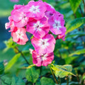 Tall Phlox Plants - 24in+ Live Flowering Perennials - Mixed Colors - Organic & Pesticide-Free - 10+ Pack (Phlox paniculata)