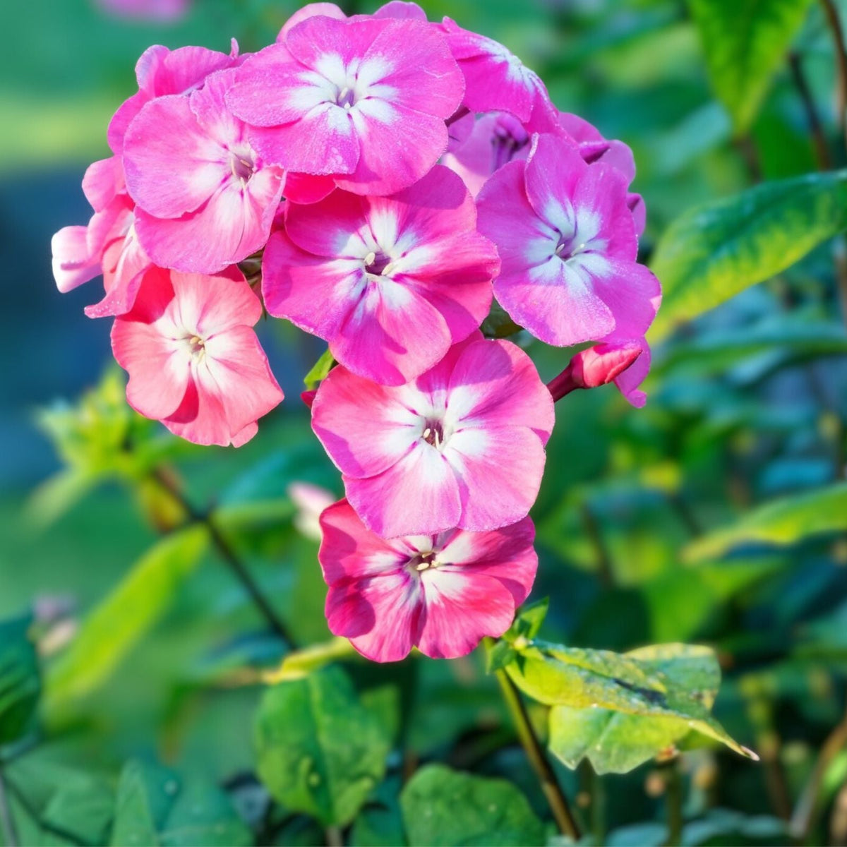Tall Phlox Plants - 24in+ Live Flowering Perennials - Mixed Colors - Organic & Pesticide-Free - 10+ Pack (Phlox paniculata)