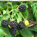 Blackberry Plant 3ft - 4ft Tall with Pot & Soil - Rubus fruticosus - Live Berry Plant for Home Garden