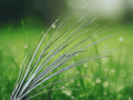 1 Live Air Plant Tillandsia Juncea 4 Inch Tropical Houseplant Terrarium Plant