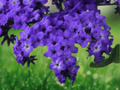 5 Seeds Heliotrope Marine Heliotropium arborescens Flower