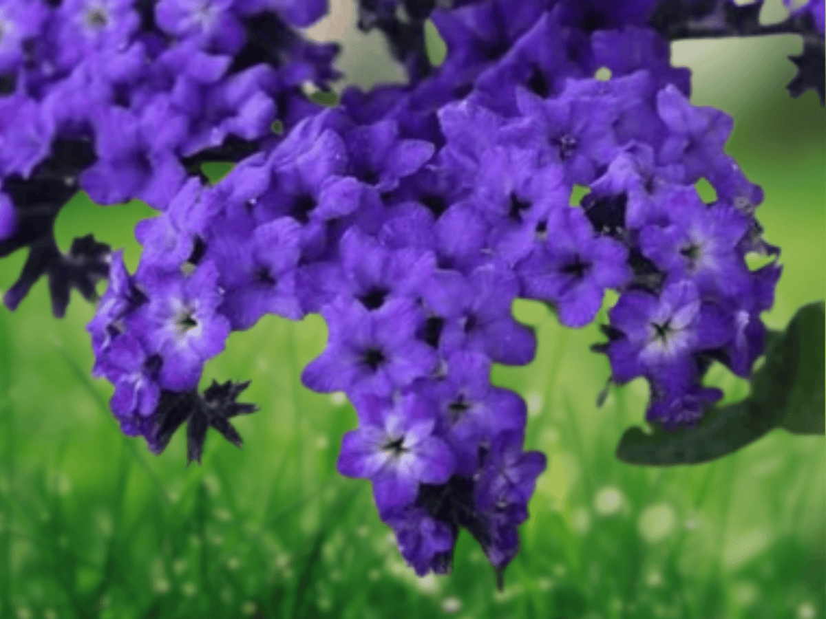 5 Seeds Heliotrope Marine Heliotropium arborescens Flower