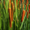 Cattail Seeds for Planting, 50 Count, Aquatic Plant Seeds, Typha latifolia, Wetland Plant Seeds for Garden and Pond