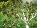 1 Live Plant American Sycamore Tree 12 Inches Platanus occidentalis Bare Root