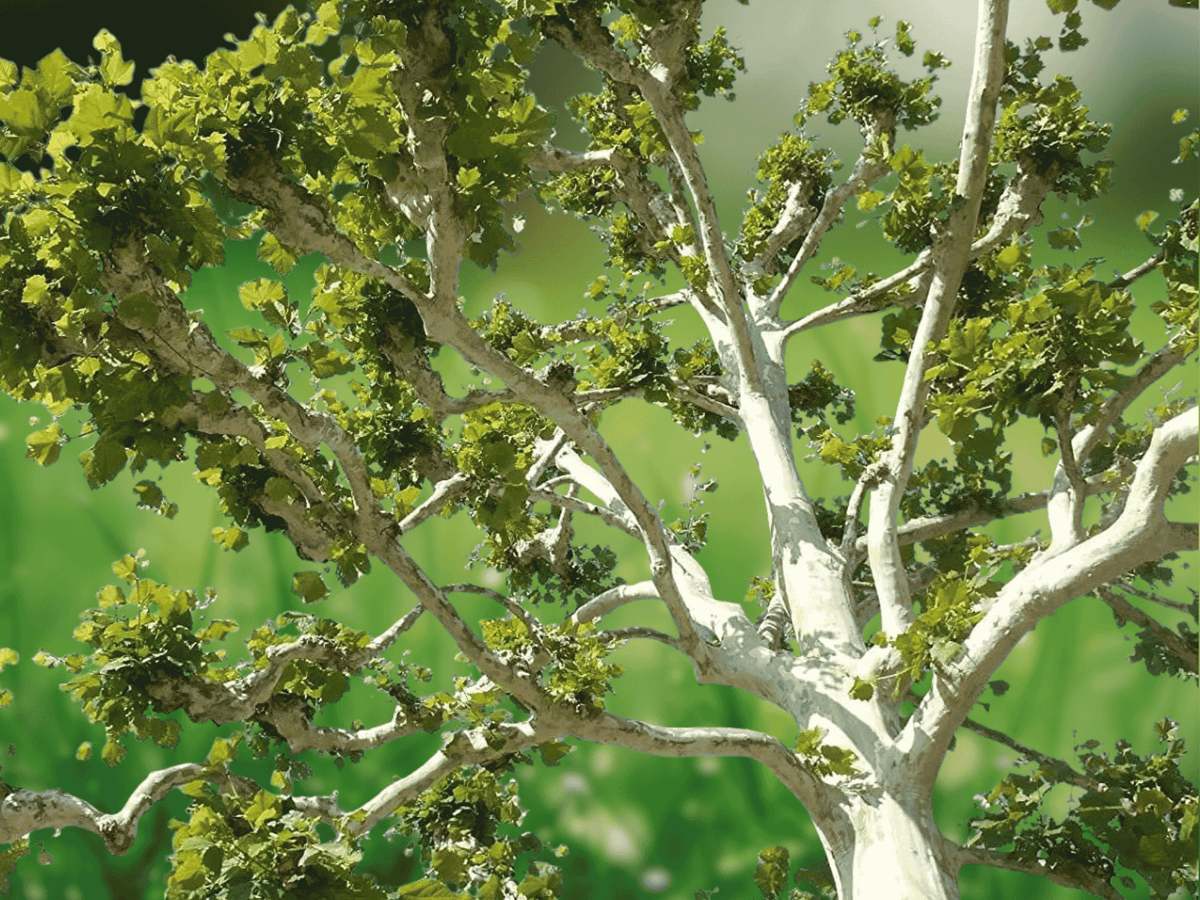 1 Live Plant American Sycamore Tree 12 Inches Platanus occidentalis Bare Root