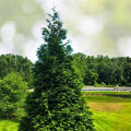 20 Green Giant Arborvitae Trees - Thuja Plicata - Fast-Growing Evergreen Privacy Shrubs - Deer Resistant