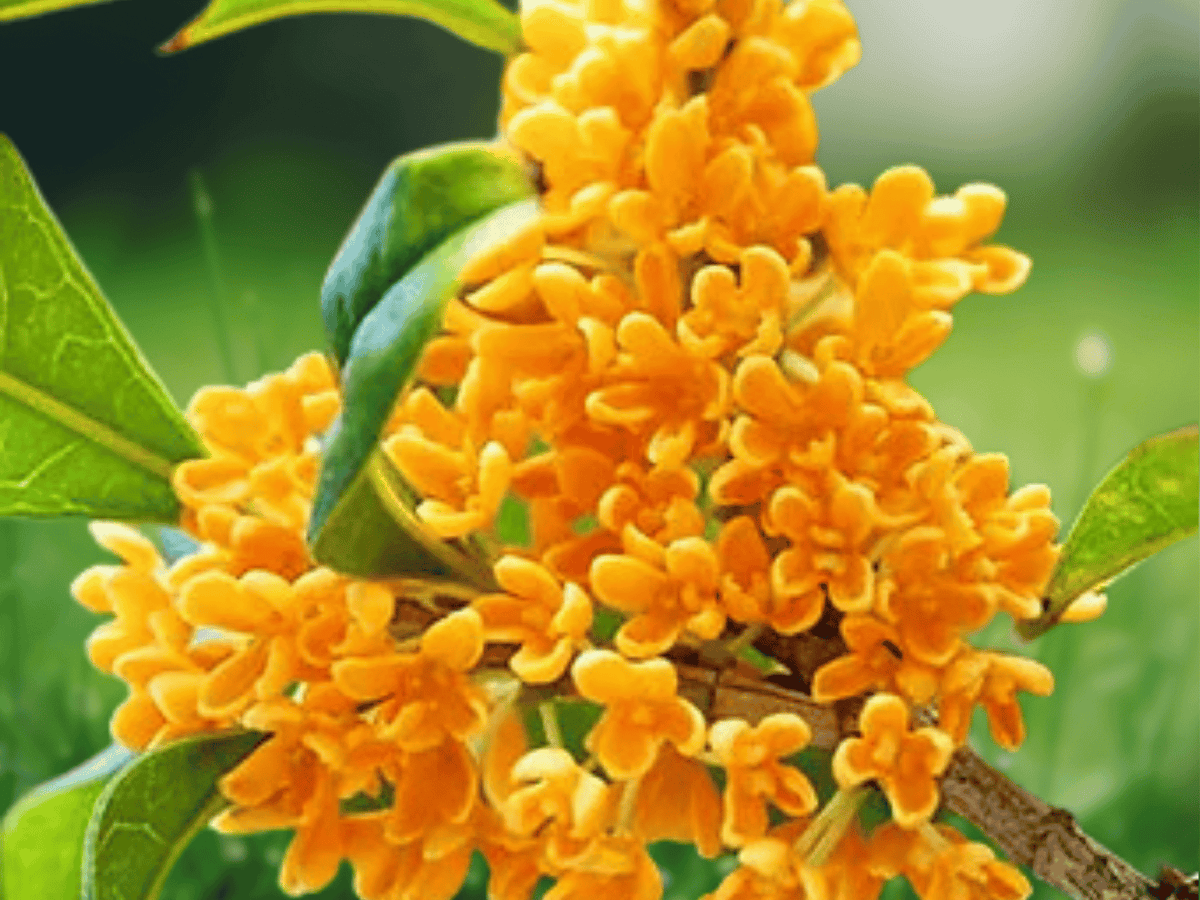 2.5 QT Live Plant Apricot Echo Orange Tea Olive Osmanthus Fragrant Evergreen Shrub