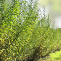 Austree Hybrid Willow Tree Cuttings 5 Pack, Fast Growing Privacy Trees, Salix × sepulcralis, Live Tree Planting Material