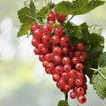 Red Wax Currant Plant - 60+ Edible Heirloom Fruit Flower Bush - Ribes Cereum