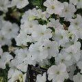 Sun Grand Petunia Seeds 1000+ Bulk Annual Flower Seeds Petunia x hybrida Perennial US Seller