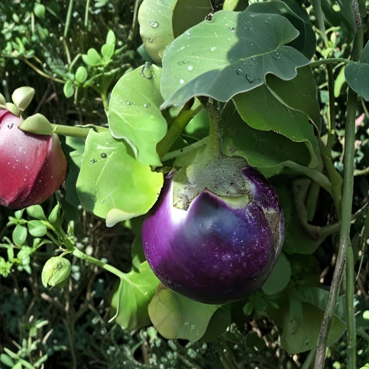 Black Beauty Eggplant Seeds - 150+ Non-GMO Heirloom Seeds for Exotic Vegetables - Solanum melongena