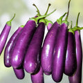 Long Purple Heirloom Eggplant Seeds – 500 Non-GMO Garden Seeds – Solanum melongena, Organic, Heirloom Variety