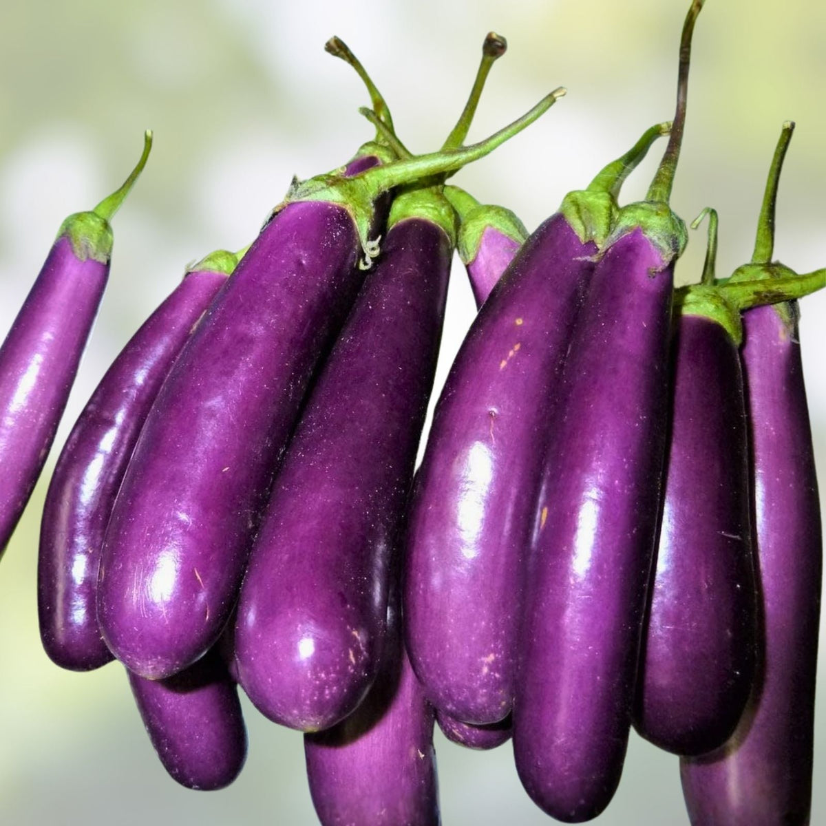 Long Purple Heirloom Eggplant Seeds – 500 Non-GMO Garden Seeds – Solanum melongena, Organic, Heirloom Variety
