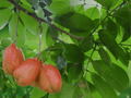 1 Live Plant Ackee Blighia sapida Tropical Fruit Tree 6 Inch