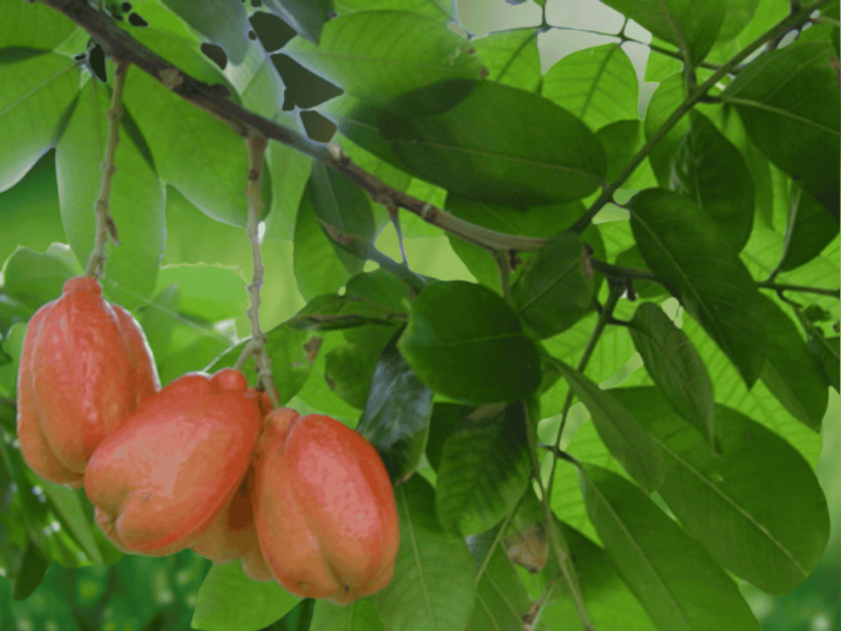 1 Live Plant Ackee Blighia sapida Tropical Fruit Tree 6 Inch