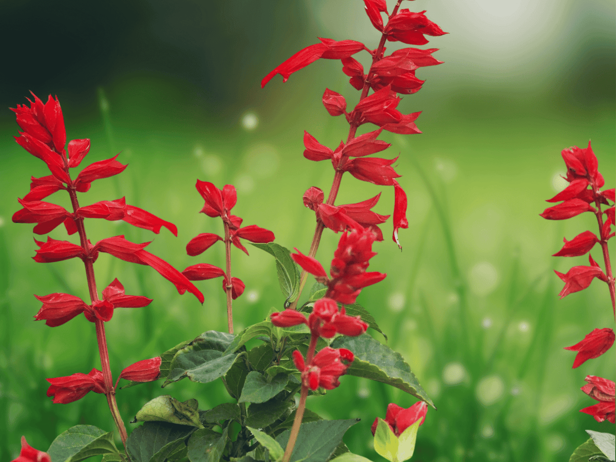 10 Seeds Scarlet Sage Salvia coccinea Red Flower