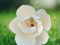 5 Seeds Southern Magnolia Grandiflora Cold Hardy Evergreen Tree