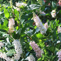 Sweet Pepperbush Plants - 5 Live Ornamental Clethra alnifolia Shrubs - Fragrant Native Shrubs Attracting Pollinators
