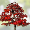 Red Maple Bonsai Tree Seeds - 30 Count - Acer rubrum - Made in USA, Ships from Iowa, Live Plant Seeds for Bonsai Cultivation