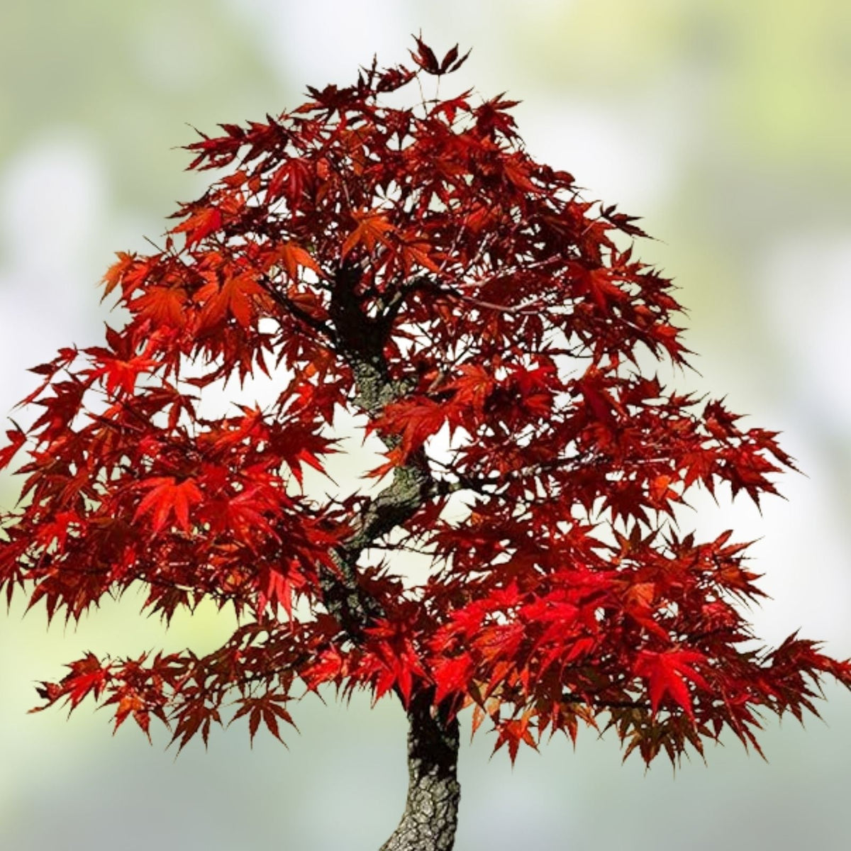 Red Maple Bonsai Tree Seeds - 30 Count - Acer rubrum - Made in USA, Ships from Iowa, Live Plant Seeds for Bonsai Cultivation