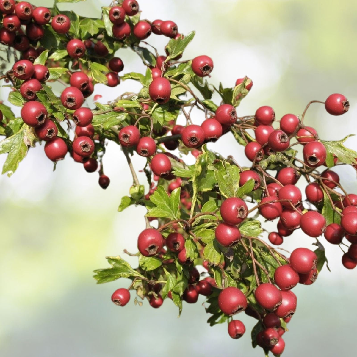 Wild Hawthorn Seeds - Organic 20 Count - Crataegus monogyna - Native Plant Seeds with Free Shipping