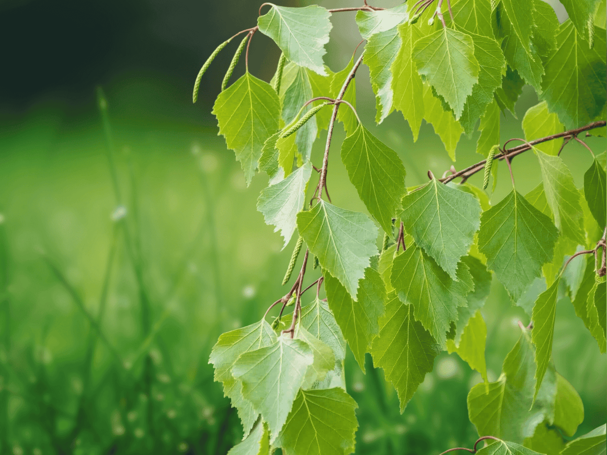 25 Seeds Betula pendula Prostrate Weeping European White Birch Tree