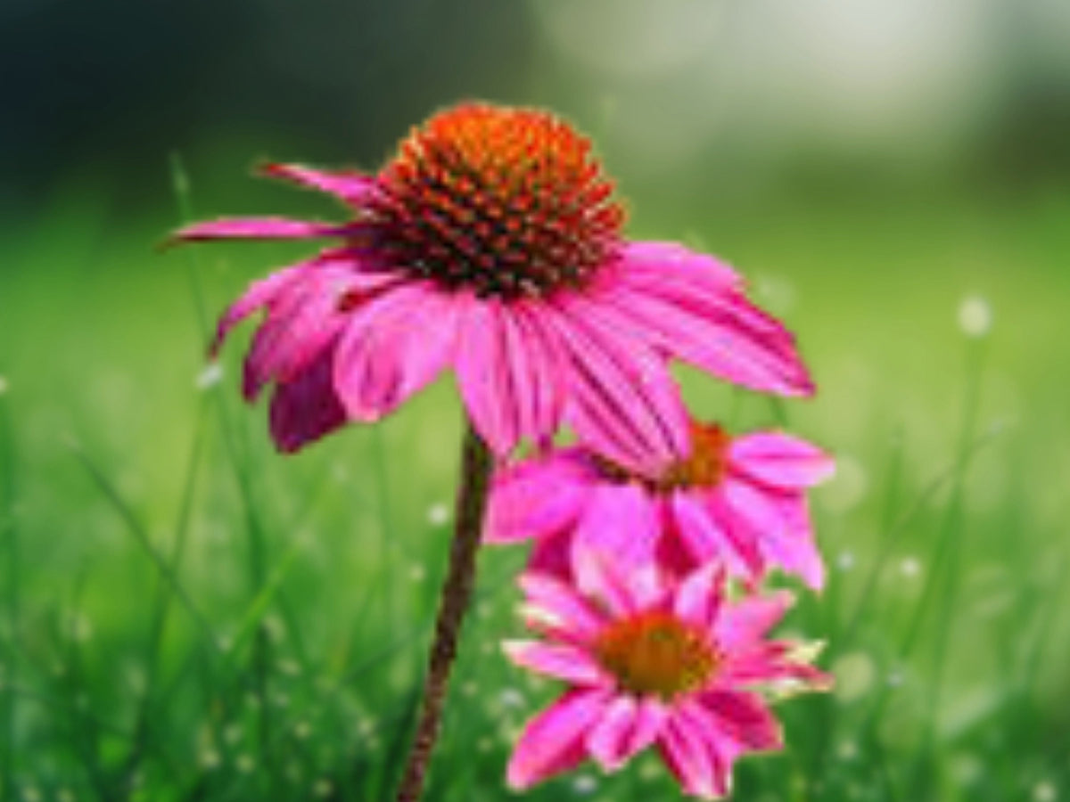50 Seeds Echinacea purpurea Delicious Candy Coneflower Perennial Pink Blooms Pollinator Garden Hardy Long Blooming Easy Grow