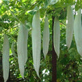 Long Snake Gourds Seeds 10 Pack, Chichinda Variety, Grow 8-10 Feet, Cucurbita ficifolia, Edible Vegetable Seed Kit