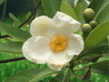 5 Seeds Schima superba Evergreen Tree Ornamental White Flowers