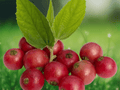 1 Live Plant Jamaican Cherry Muntingia calabura Strawberry Tree Tropical Fruit Edible Garden