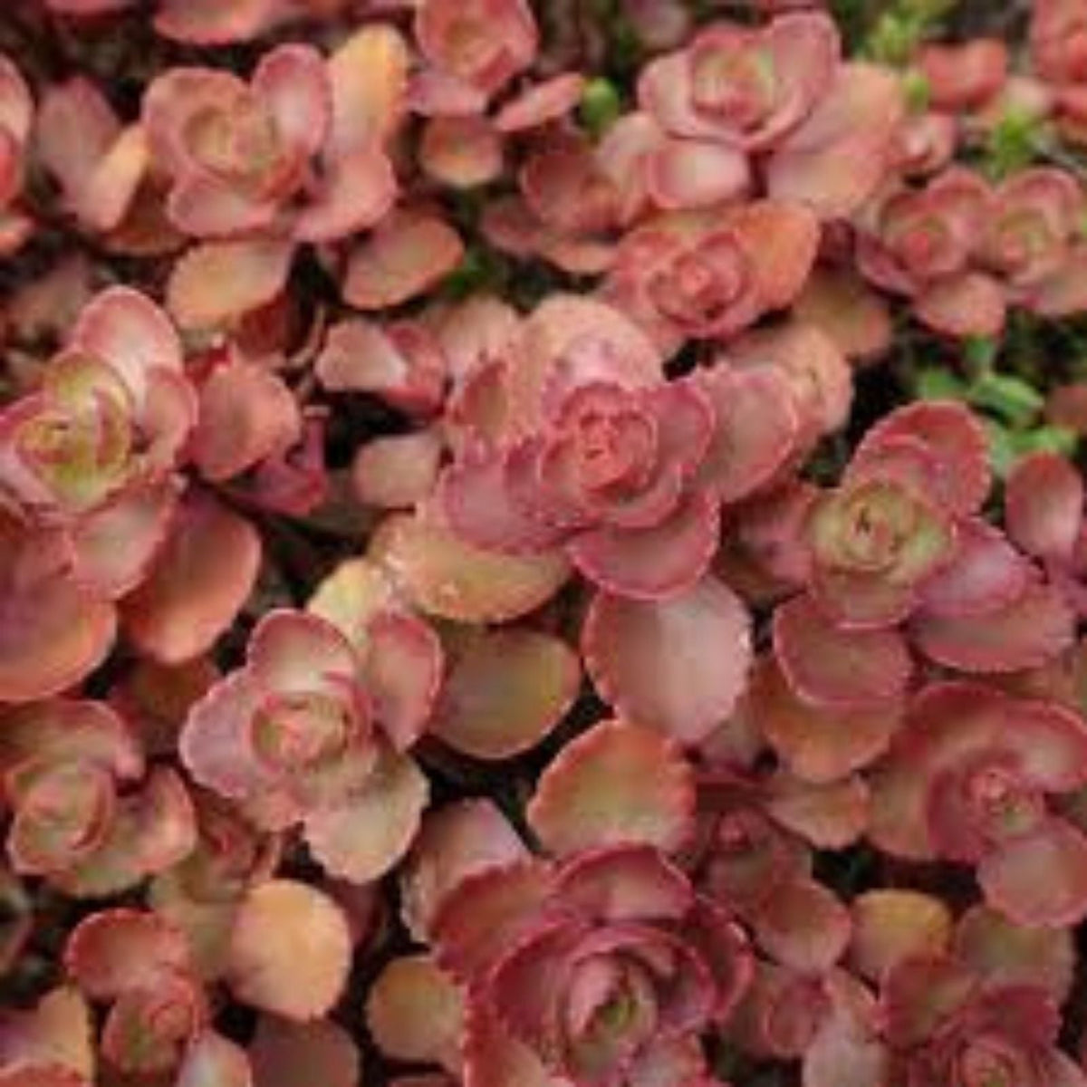 Red Carpet Sedum Live Plant Starter Clump – Trailing Succulent with Red Foliage, Evergreen – Sedum spurium