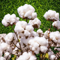 American Cotton Seeds for Planting - 100 Seeds - Gossypium hirsutum Organic Heirloom Cotton Seed Pack