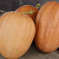 Organic Pumpkin Seeds 10 Pack Heirloom Dickinson USA Grown Non-GMO Natural Snack