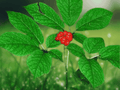 5 Seeds American Ginseng Panax quinquefolius Shade Loving Herb Woodland Garden