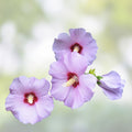 Rose of Sharon Plant - 6-12" Live Hibiscus syriacus in Mixed Colors for Zones 5-9