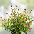 Panama Rose Plant 1-Gallon Pot - Fragrant Pink Blooms, Rondeletia leucophylla, Butterfly Magnet, Tropical Flowering Shrub