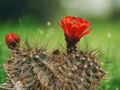 10 Seeds Echinocereus coccineus (Red Hedgehog Cactus) Hardy Cactus