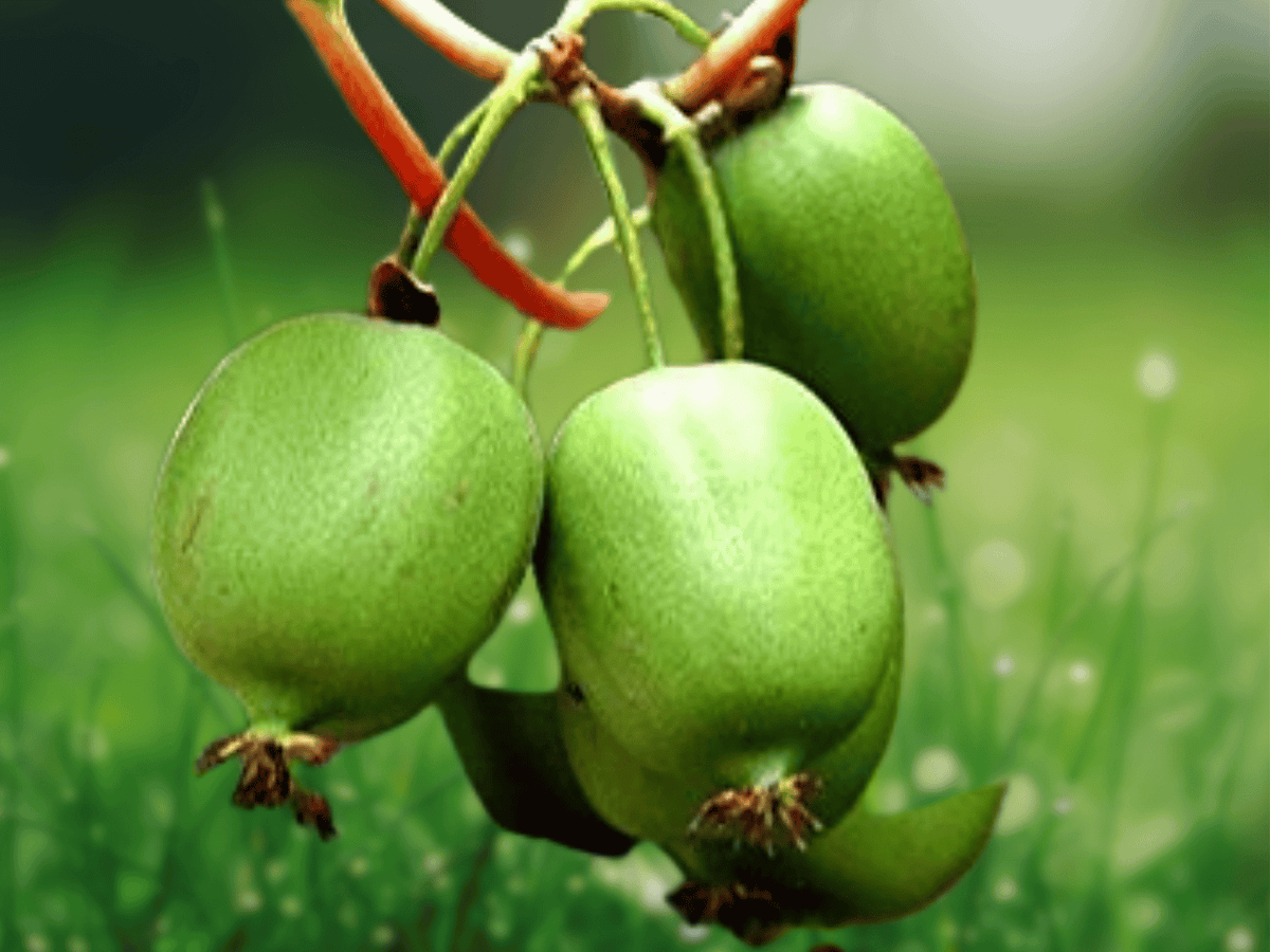 5 Live Plants Issai Hardy Kiwi Actinidia arguta Starter Vines