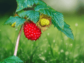 5 Salmonberry Seeds Rubus spectabilis Edible Berry Fruit