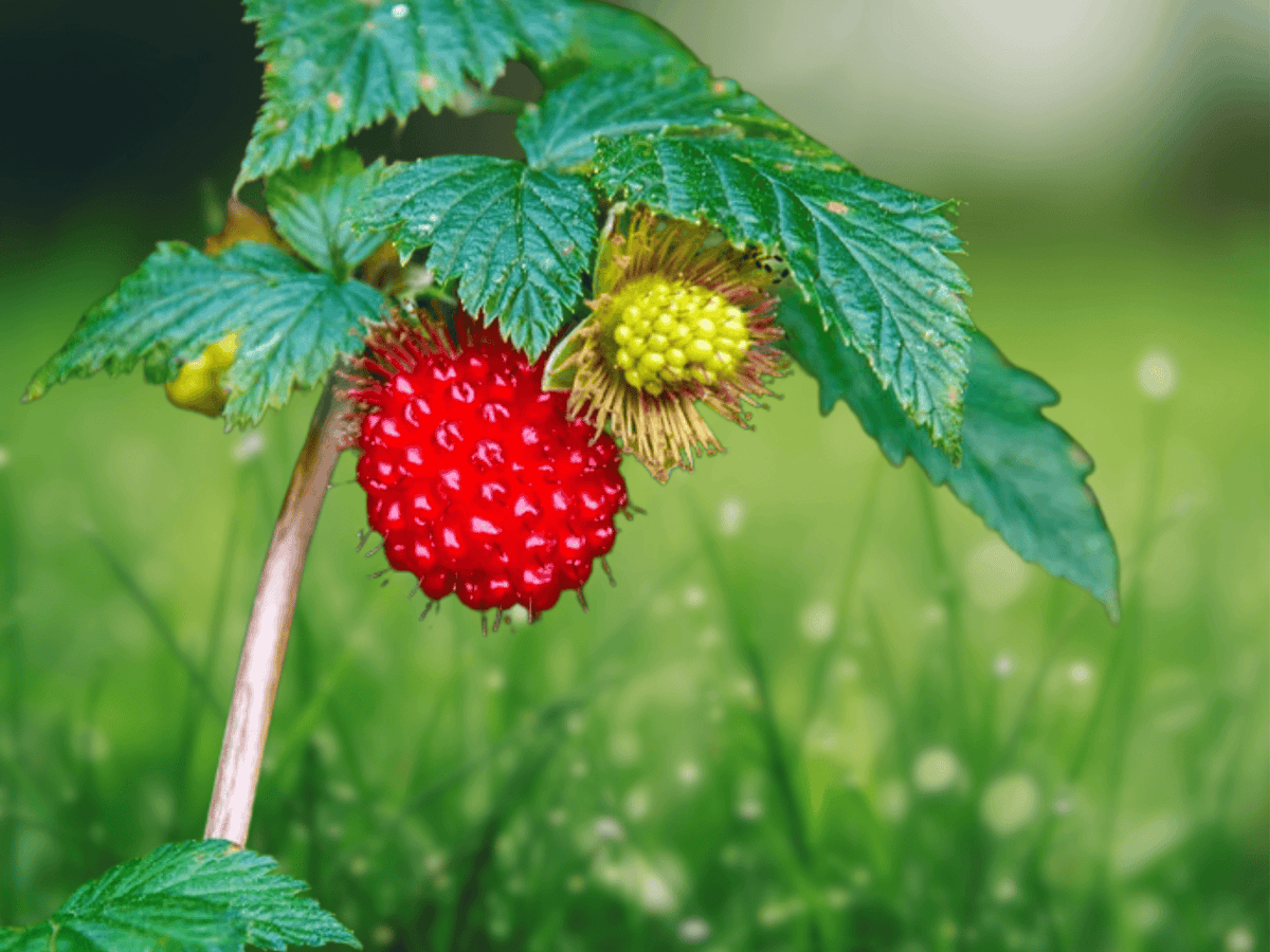 5 Salmonberry Seeds Rubus spectabilis Edible Berry Fruit