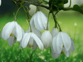 5 Seeds Halesia diptera (Two-Wing Silverbell) – Hardy Native Ornamental Tree