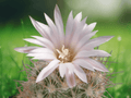 10 Seeds Hardy Ball Cactus Escobaria tuberculosa Small Desert Cactus