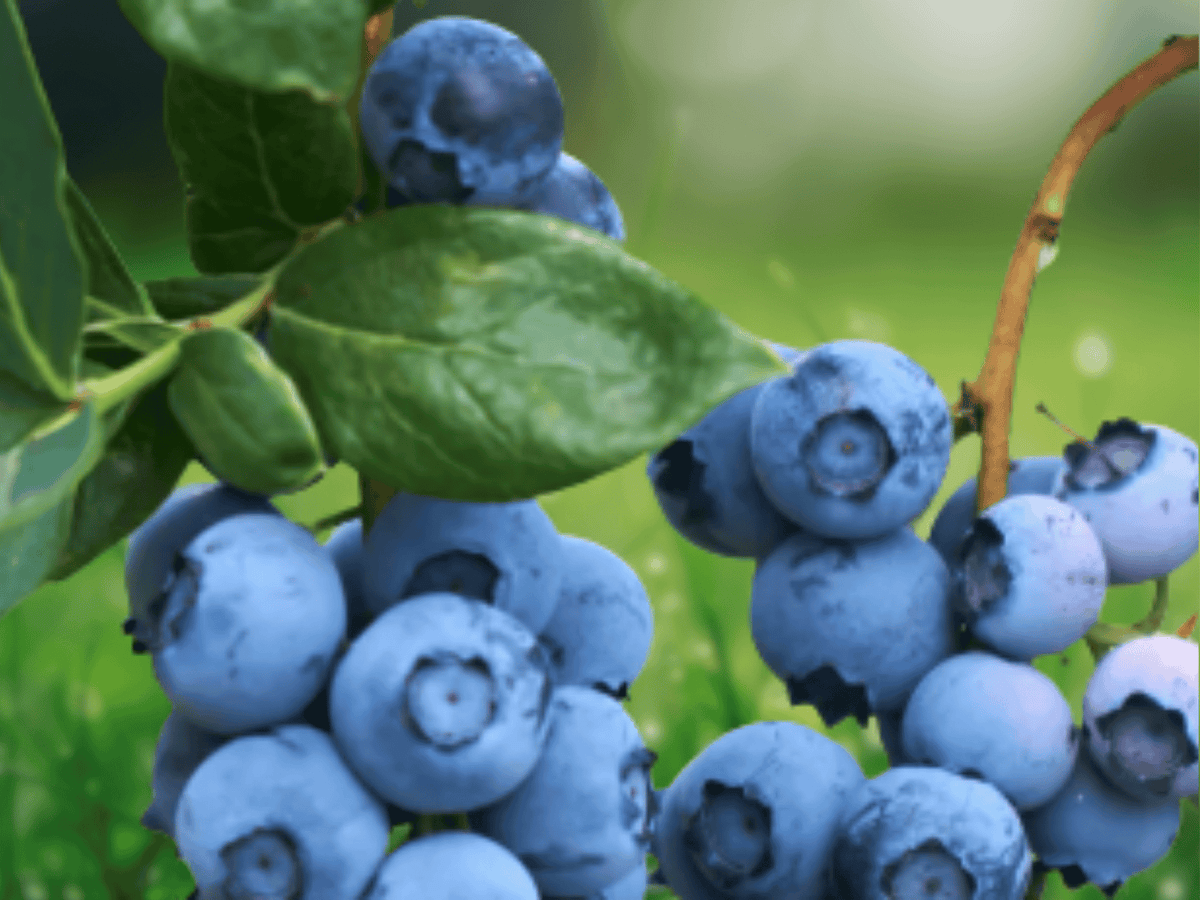 1 Live Plant Darrowii Blueberry Vaccinium darrowii Starter Plug