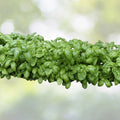 Genovese Basil Seeds | NON-GMO Heirloom | Fresh Culinary Herb | Ocimum basilicum