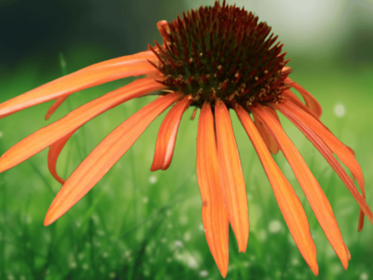 5 Seeds Echinacea Orange Meadowbrite Coneflower Perennial Flower Plant