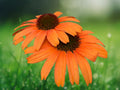 50 Seeds Soft Orange Coneflower Echinacea Perennial Peach Apricot Blooms Hardy Pollinator Flower Easy Grow Drought Tolerant Garden Plant