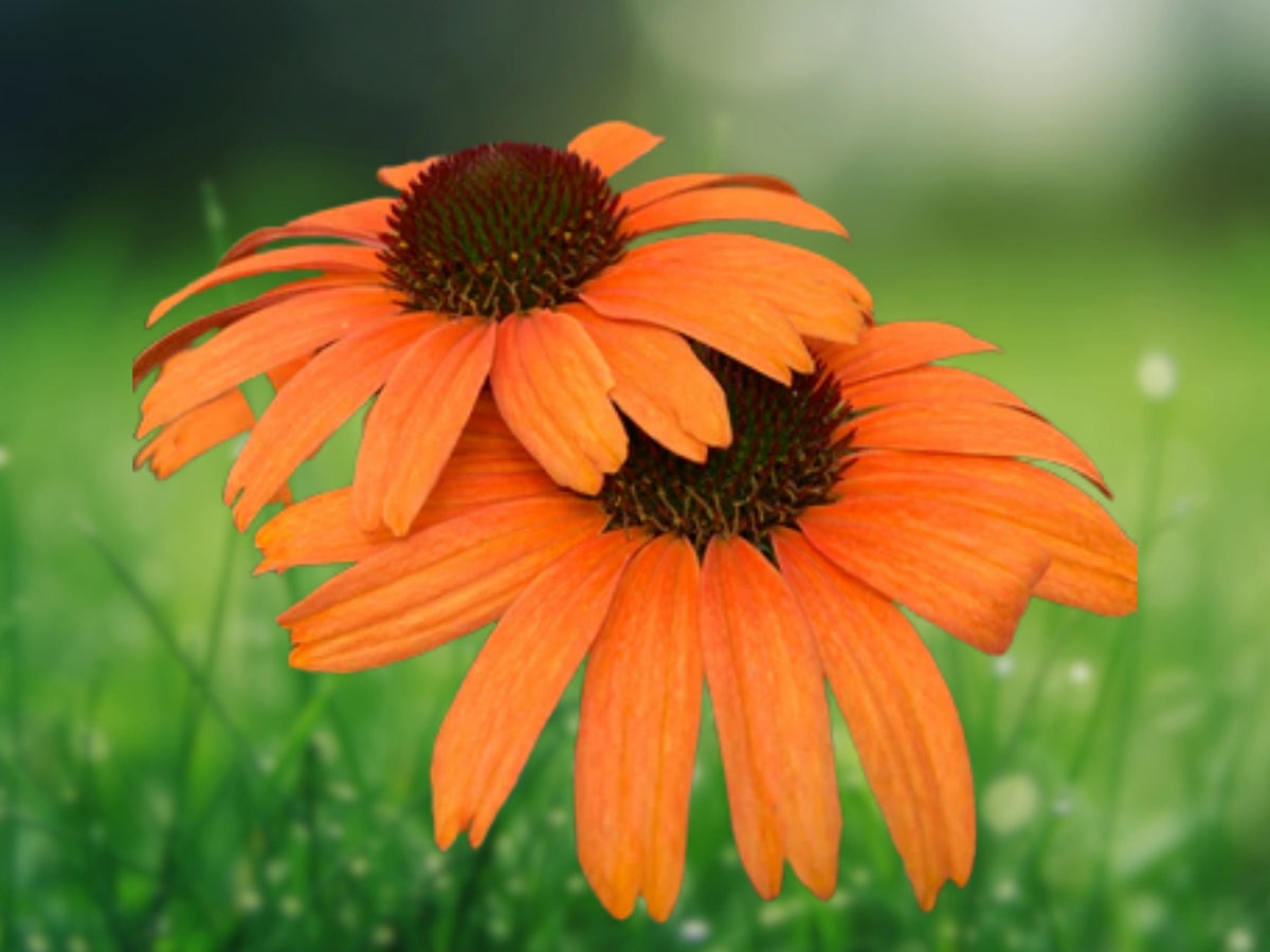 50 Seeds Soft Orange Coneflower Echinacea Perennial Peach Apricot Blooms Hardy Pollinator Flower Easy Grow Drought Tolerant Garden Plant